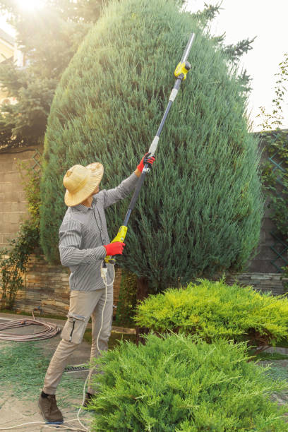 Best Storm Damage Tree Cleanup  in Boyes Hot Springs, CA